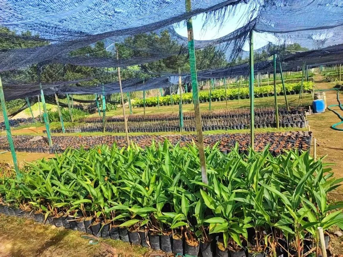 自有苗圃建立城市自己的“植物储备库”